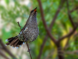 Wattlebird Singing