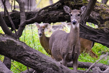 Twin Deers