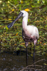 Royal Spoonbill searching for food in shallows