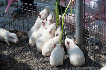 A group of white guinea pigs being fed.