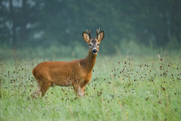 Deer in foggy morning. European roe deer, Capreolus capreolus, at sunset. Majestic buck standing in flowered meadow during rut season. Wild animal in natural habitat. Wildlife from summer nature.
