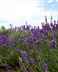 Lavender Field 003