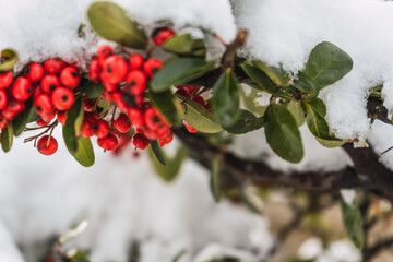 Branch of wild red berries