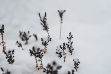 Plant in the snow