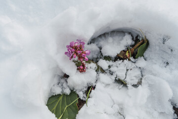 Pink flower in the snow