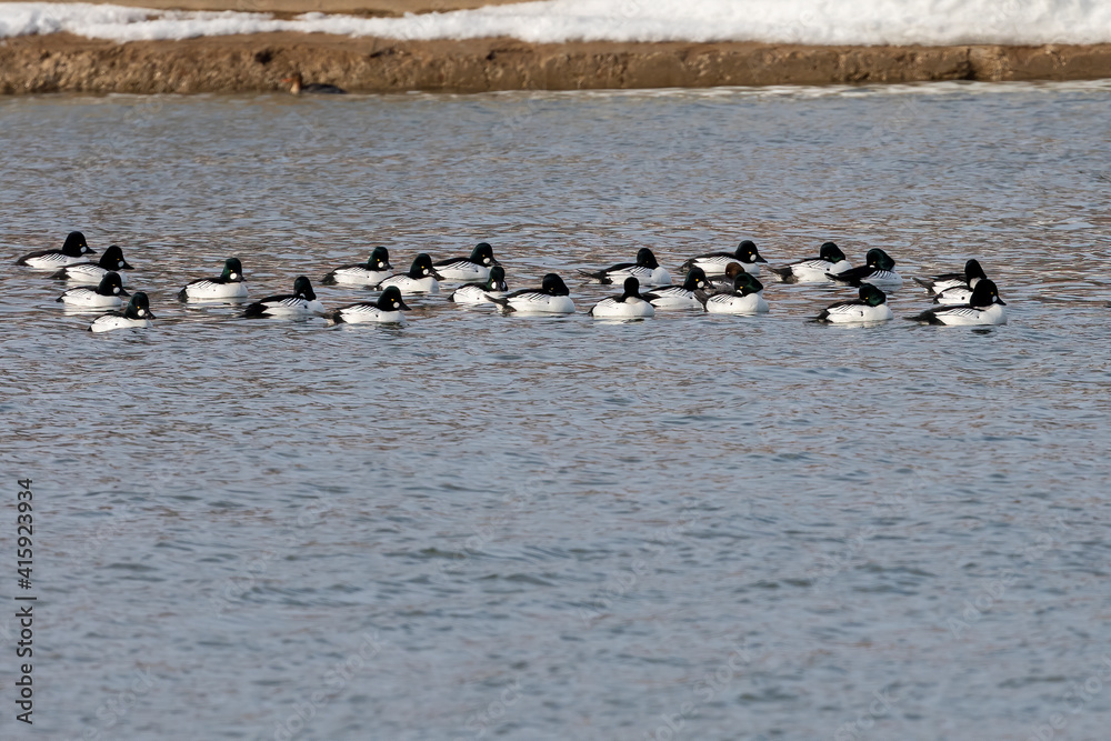 Sticker The common goldeneye (Bucephala clangula). Sea ducks during migration on the river.