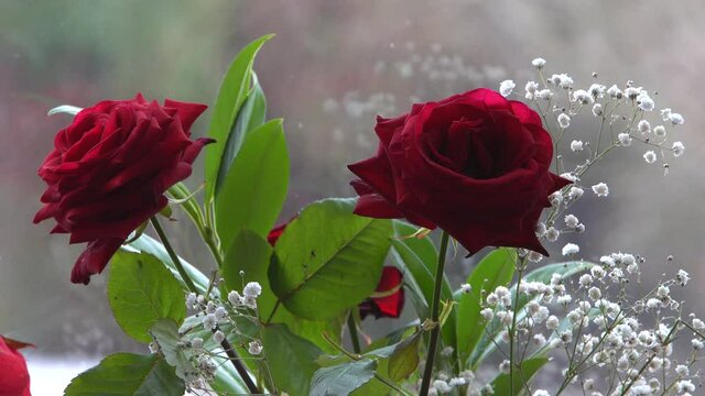 Romantic red roses near window during winter snowfall. Close up
