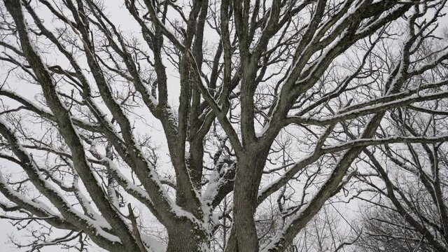 Large treetops in snowfall. Telephone cable runs between the trees while the camera is rotated until the cable is horizontal.
