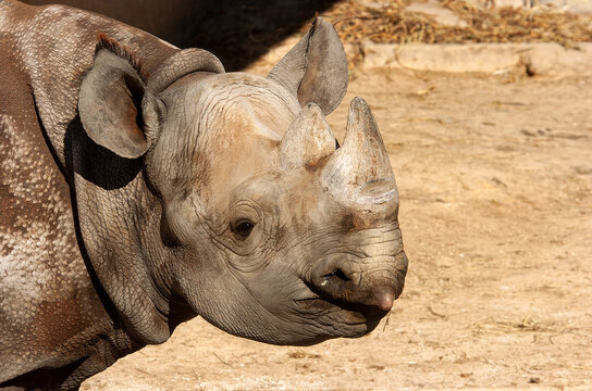 Black Rhino (Diceros Bicornis) At San Antonio Zoo;  San Antonio, Texas