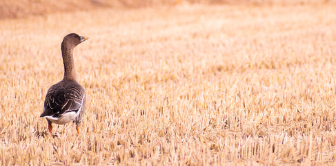 Goose in a yellow meadow. 