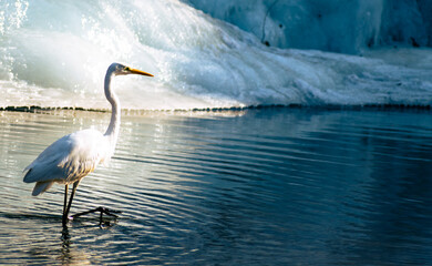 Great Egret in an icy cold creek in Seoul, South Korea. 