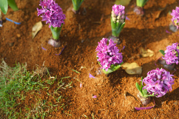 Colorful hyacinth flower