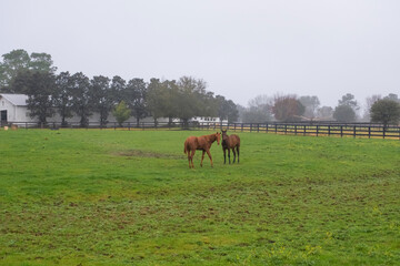 Countryside field and horses. Idyllic rural scene. Foggy morning at the farm. Horses close portrait.