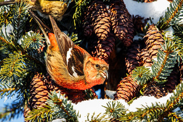 Red Crossbill
