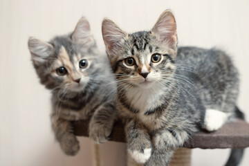 Fototapeta na wymiar Two cute gray kittens lie on the cat furniture at home