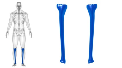 Human skeleton anatomy Tibia Bone 3D Rendering
