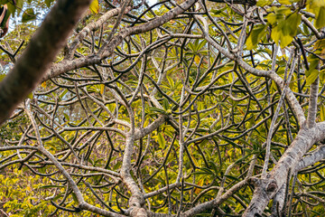Paisaje natural abstracto en jardín del Caribe. Altos de Chavón