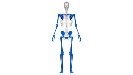 Human Skeleton Appendicular Skeleton Anatomy 3D