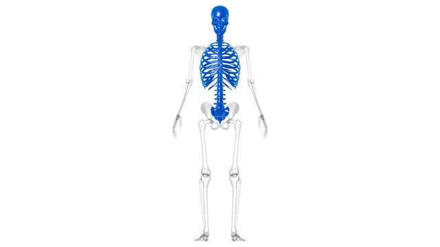 Human Skeleton Axial Skeleton Anatomy 3D