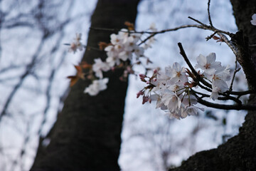 夕方の桜の花をアップで撮影