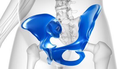 Human Skeleton Hip or Pelvic bone Anatomy For Medical Concept