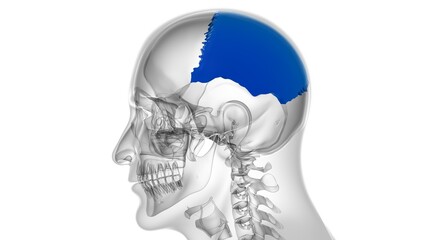 Human Skeleton Skull Parietal Bone Anatomy For Medical Concept