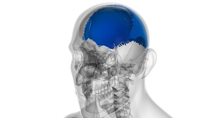 Human Skeleton Skull Parietal Bone Anatomy For Medical Concept