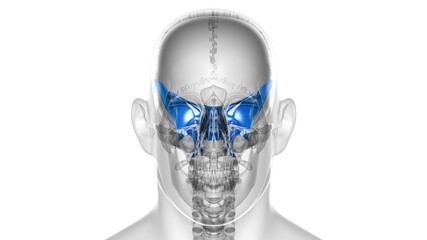 Human Skeleton Skull Sphenoid Bone Anatomy For Medical Concept