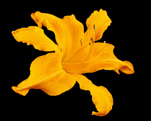 Fototapeta premium Orange flower of daylily, lat. Hemerocallis, isolated on black background