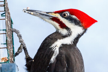 Pileated Woodpecker