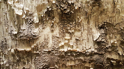 Peeling Tree Bark Texture