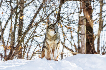 Coyote