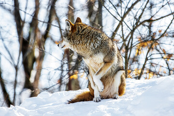 Coyote