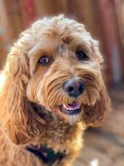 Cavapoo dog outside in the garden, mixed -breed of Cavalier King Charles Spaniel and Poodle.