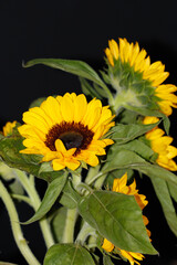 Obraz premium sunflowers 