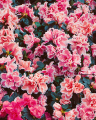 photo of azalea flowers in the garden