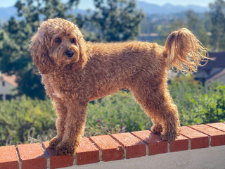 Cavapoo dog outside in the garden, mixed -breed of Cavalier King Charles Spaniel and Poodle.