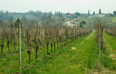 Fototapeta na wymiar View of the vineyard in the Prosecco hills. Gloomy winter day. Conegliano, Italy.