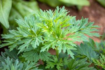 Fresh green motherwort