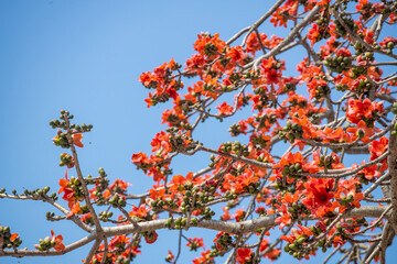 Kapok blossomed in spring