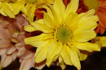 orange flower on a yellow background