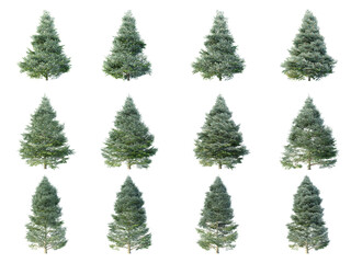 Korean fir trees on white background. Abies Koreana isolates collection season. (3D illustration with Clipping path)