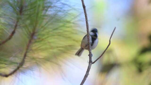 Great Tit Birds in Thailand and Southeast Asia.