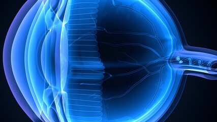 3d illustration of human body organ eye anatomy