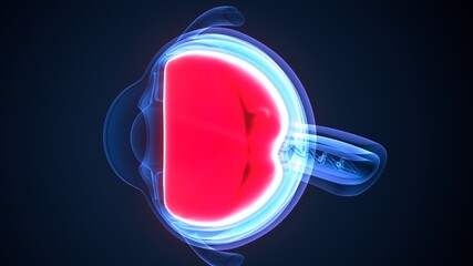 3d illustration of human body organ eye anatomy