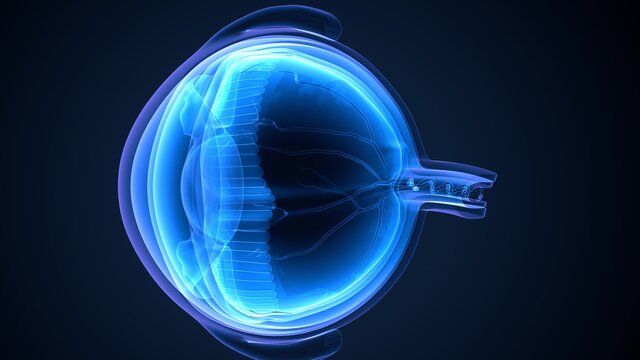 3d illustration of human body organ eye anatomy