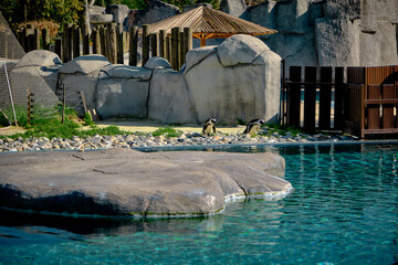 Black and white penguins in their home with turquoise color pond. they are looking to pond to swim during sunny day in zoo.