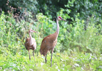 Sandhill Crane Family