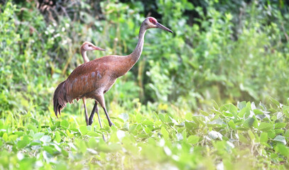 Sandhill Crane Family