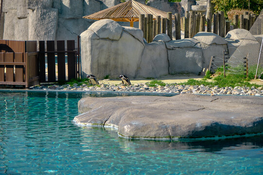Black and white penguins in their home with turquoise color pond. they are looking to pond to swim during sunny day in zoo.